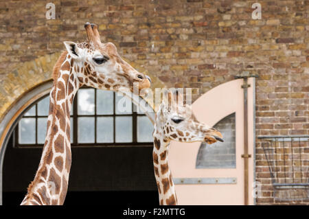 Girafes au ZSL Zoo de Londres, Londres Angleterre Royaume-Uni UK Banque D'Images