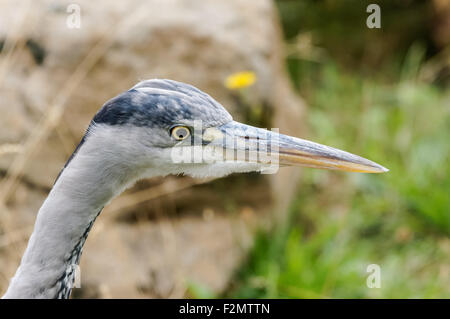 Heron gris (Ardea cinerea) près de la tête Banque D'Images