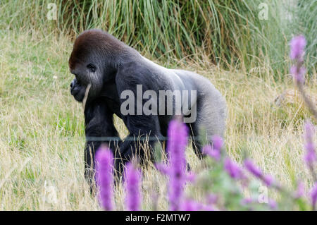 Le gorille de plaine de l'ouest (Gorilla gorilla gorilla) au ZSL Zoo de Londres, Londres Angleterre Royaume-Uni UK Banque D'Images