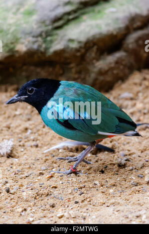 Le phoque à capuchon (Pitta Pitta sordida) au ZSL Zoo de Londres, Londres Angleterre Royaume-Uni UK Banque D'Images