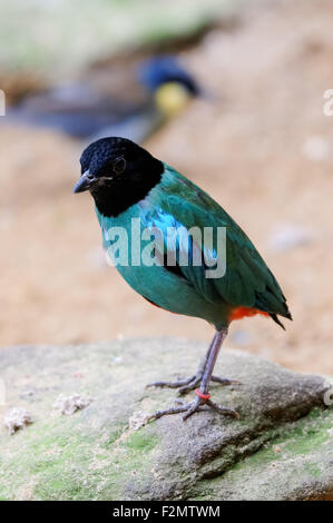 Le phoque à capuchon (Pitta Pitta sordida) au ZSL Zoo de Londres, Londres Angleterre Royaume-Uni UK Banque D'Images