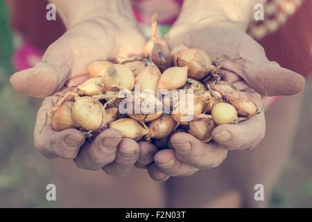 Les mains tenant les oignons. Banque D'Images