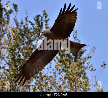 Yellow-Kite, Milvus aegyptius, Banque D'Images