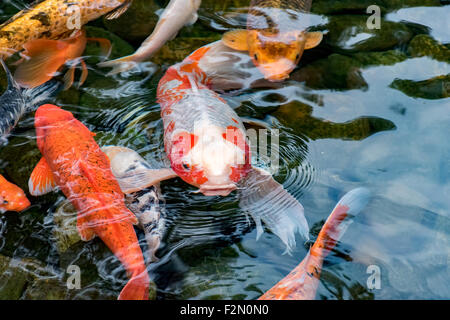 Carpes Koi de poissons dans un étang Banque D'Images