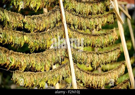 Feuilles de tabac séchées par la méthode classique dans le soleil Banque D'Images