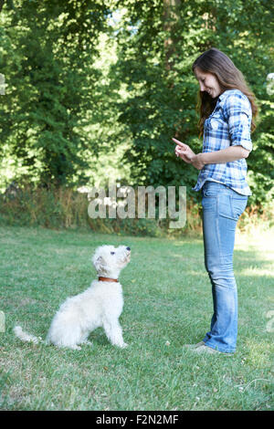 Propriétaire de chien Pet Enseignement Lurcher pour s'asseoir Banque D'Images