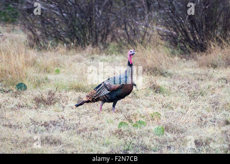 Wild South Texas Rio Grande Turquie Comité permanent sur l'alerte Banque D'Images