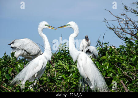 Delray Beach Florida,Wakodahatchee Wetlands,nature,préserver,grand aigreet,Ardea alba,Héron blanc,commun,grande,paire,reproduction,FL150414047 Banque D'Images