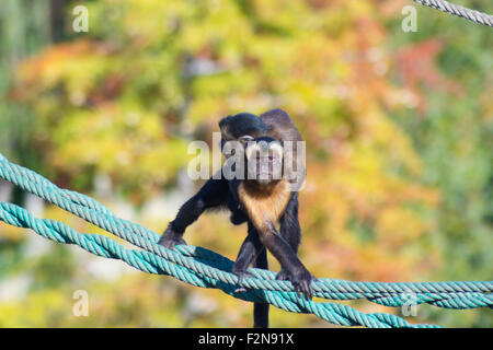 Singe capucin marche sur une corde (apella cebus) Banque D'Images