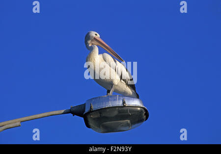 PELICAN (PELECANUS CONSPICILLATUS australienne) ASSIS SUR UN RÉVERBÈRE, NEW SOUTH WALES, Australie. Banque D'Images