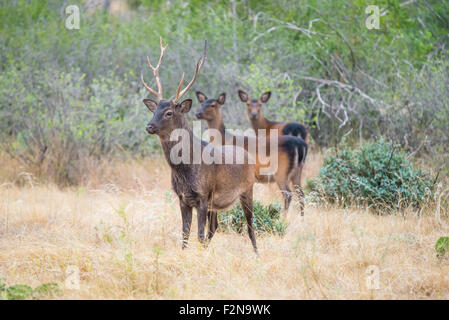 Sud du Texas le cerf sika mâle debout dans un champ en face de sika n Banque D'Images