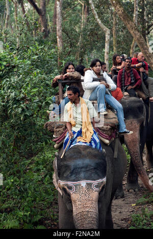 Des promenades en éléphant sont une des attractions principales dans Chitwan Parc national royal de Chitwan Népal Banque D'Images