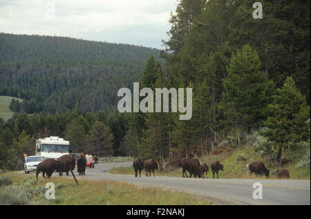 Bison (Bison d'Amérique) s'arrête la circulation dans la Hayden Valley comme la croix un park road, le Parc National de Yellowstone, WY Banque D'Images