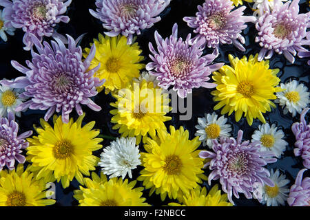 Chrysanthèmes, parfois appelé mamans ou chrysanths in closeup Banque D'Images