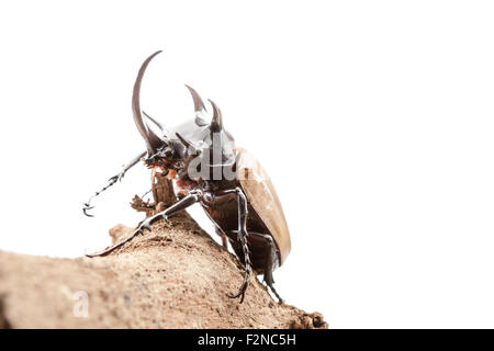 5-horned Rhinoceros Beetle, Eupatorus gracilicornis beetle Banque D'Images