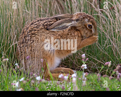 European brown hare, leveret, toilettage Banque D'Images