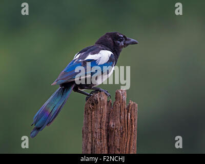 Magpie européenne perché sur poster Banque D'Images