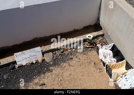 Freddies Cat House station d'alimentation, Rubicom Marina, Las Coloradas, Playa Blanca, Lanzarote, îles Canaries, Espagne. Banque D'Images