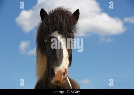 Les jeunes curieux cheval, poney islandais (Equus przewalskii f. Caballus), yeux bleus, portrait, Basse-Saxe, Allemagne Banque D'Images