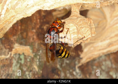 Frelon européen reine (Vespa crabro), sur un nouveau sabot, Allemagne Banque D'Images