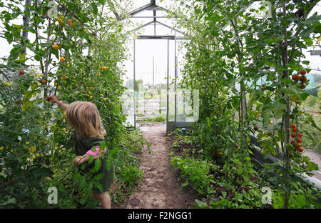 Petite fille, 2 ans, la cueillette des tomates du patrimoine dans la serre. Bristol. UK. Banque D'Images