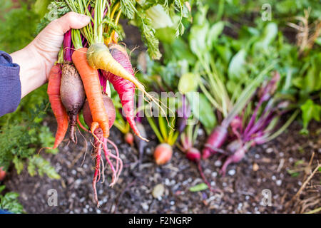 Caucasian farmer holding fresh vegetables in garden Banque D'Images