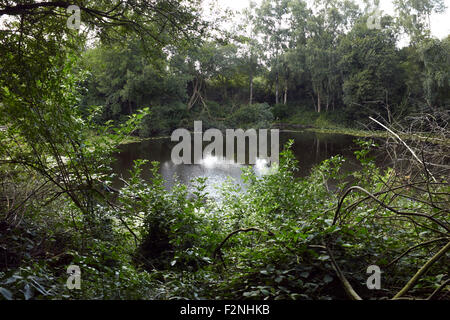 Spanbroekmolen Mine Crater, 'Le bassin de la paix", Flandre orientale, Belgique Banque D'Images