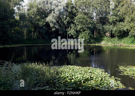 Spanbroekmolen Mine Crater, 'Le bassin de la paix", Flandre orientale, Belgique Banque D'Images