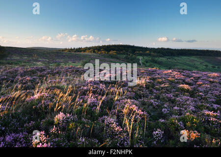 Les collines de Quantock. Le Somerset. UK. Banque D'Images