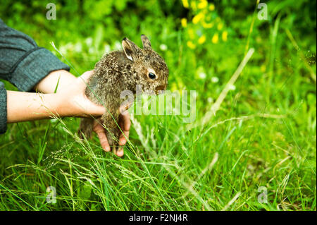 Caucasian farmer holding rabbit in garden Banque D'Images