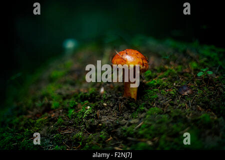 Close up de la culture des champignons dans la forêt sombre Banque D'Images