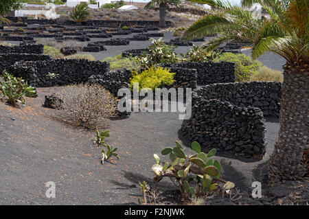 Zocos de lave murs semi cirular utilisé pour protéger les plans du vent dominant, Fondation Cesar Manrique, Teguise, Lanzarote. Banque D'Images