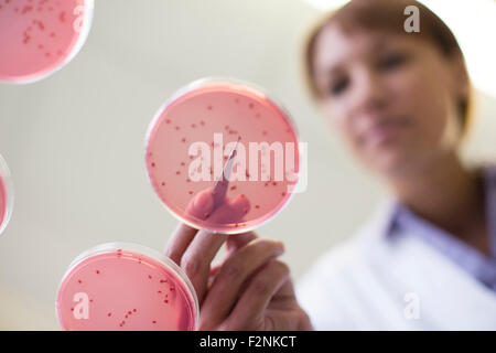 Mixed Race scientist examining échantillon en laboratoire Banque D'Images