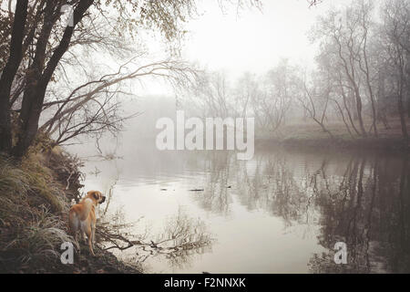 Explorer le lac rural misty Dog Banque D'Images