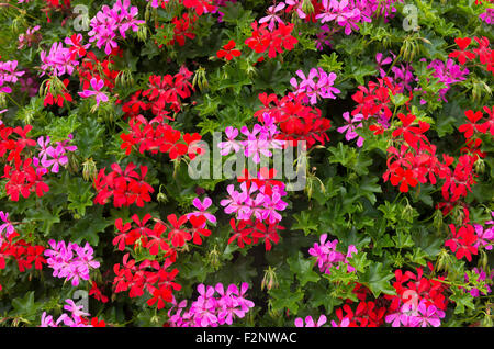 Arrière-plan de fleurs rouge et rose fleurs Banque D'Images