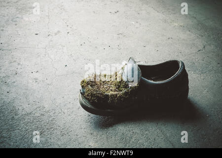 Moss-chaussure cultivés abandonnés Banque D'Images