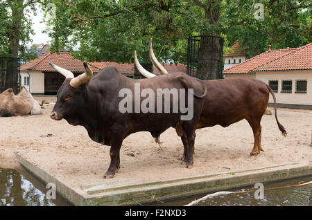 Paire de longhorn vaches dans zoo Artis, Pays-Bas Banque D'Images