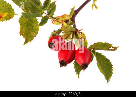 Trois d'églantier et de feuilles rouges sur un fond blanc. Banque D'Images