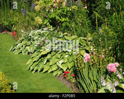 Belles plantes en bordure de source fraîche Chenies Manor jardin en contrebas au début de juin, hostaas et dahlias, roses, verts, varié. Banque D'Images