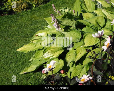 Grand patron papillon sur feuilles d'Hosta vert frais à Chenies Manor Garden en juin. Banque D'Images