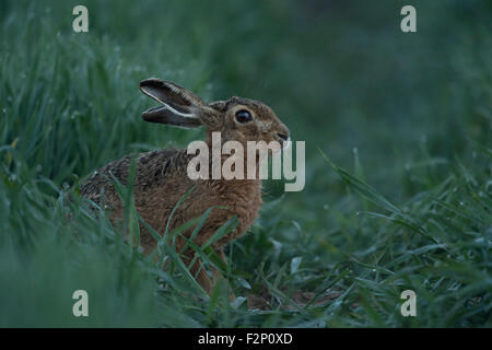 Lièvre brun timide / lièvre européen / Feldhase (Lepus europaeus ) se trouve dans un champ de maïs vert humide, l'herbe à l'aube, avant le lever du soleil. Banque D'Images