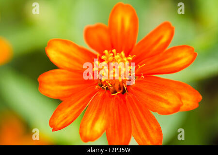 Zinnia fleur dans le jardin Banque D'Images