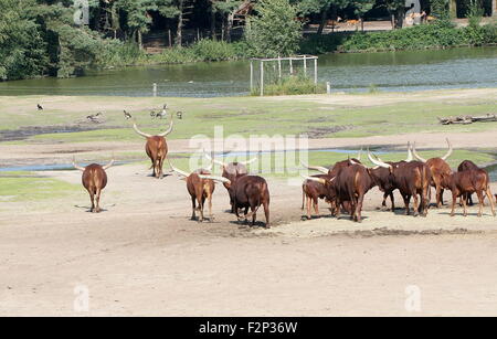 Troupeau de bovins Watusi africains (Bos taurus africanus), alias Ankole-Watusi longhorns ou Sanga les bovins. Le Parc Safari de Beekse Bergen Banque D'Images