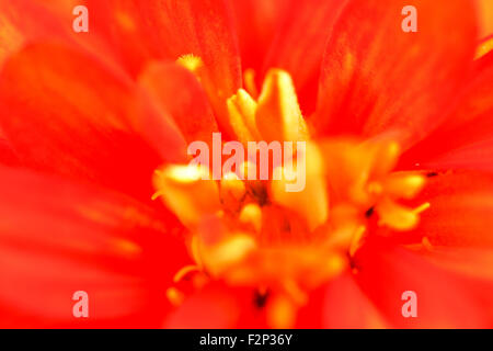 Zinnia fleur dans le jardin Banque D'Images