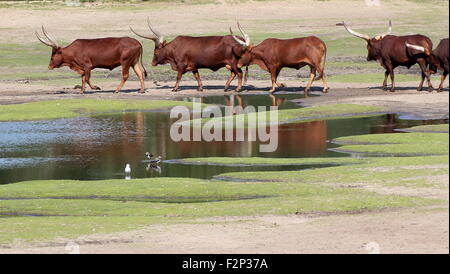 Troupeau de bovins Watusi africains (Bos taurus africanus), alias Ankole-Watusi longhorns ou Sanga les bovins. Banque D'Images