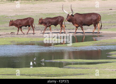 Bovins Watusi africains (Bos taurus africanus), alias Ankole-Watusi longhorns ou Sanga les bovins. Banque D'Images
