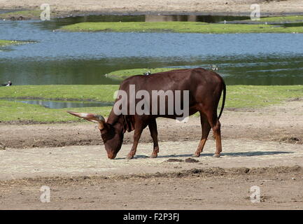 L'Afrique de l'homme bovins Watusi (Bos taurus africanus), alias Ankole-Watusi longhorns ou Sanga les bovins. Banque D'Images