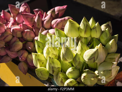 Des boutons de fleurs de Lotus à vendre en dehors du Temple de la Dent à Kandy, Sri Lanka Banque D'Images