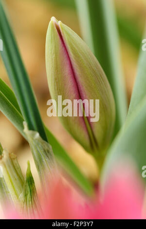 Tulipa 'Little Beauty' AGM Tulip Flower bud Mars tulipe Divers Banque D'Images