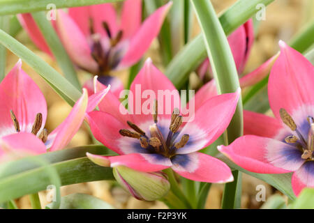 Tulipa 'Little Beauty' AGM Tulip tulip divers formé de fleurs avec plus que d'habitude nombre de pétales et les étamines Apr Banque D'Images